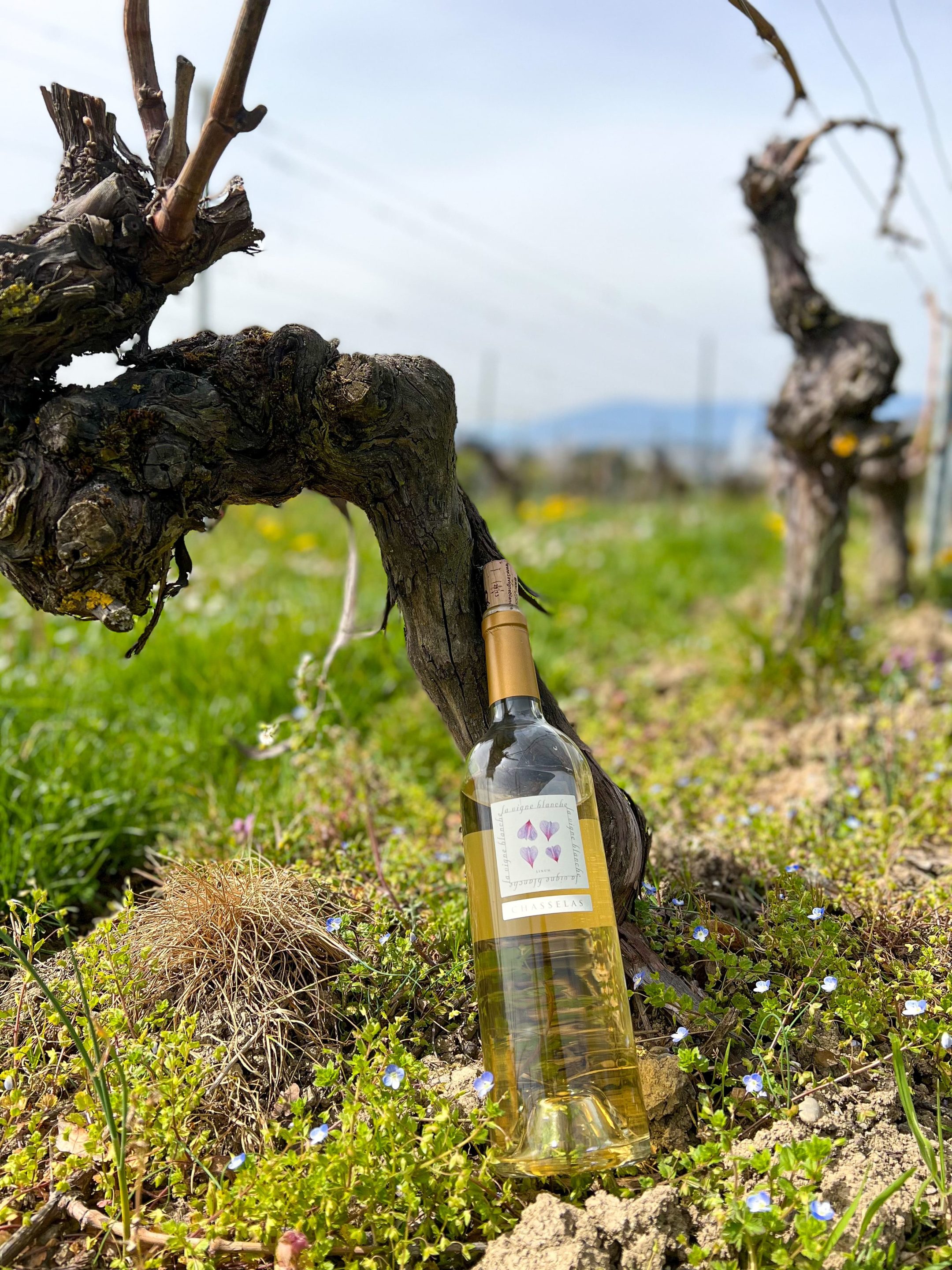 chasselas by sarah meylan chasselas by sarah meylan