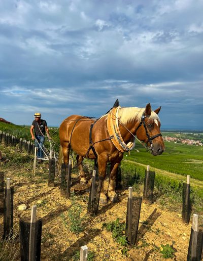 goldert grand cru labour à cheval