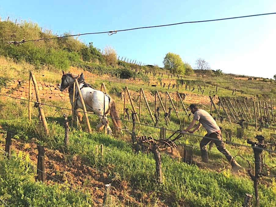 griffage cheval domaine zinck griffage cheval domaine zinck