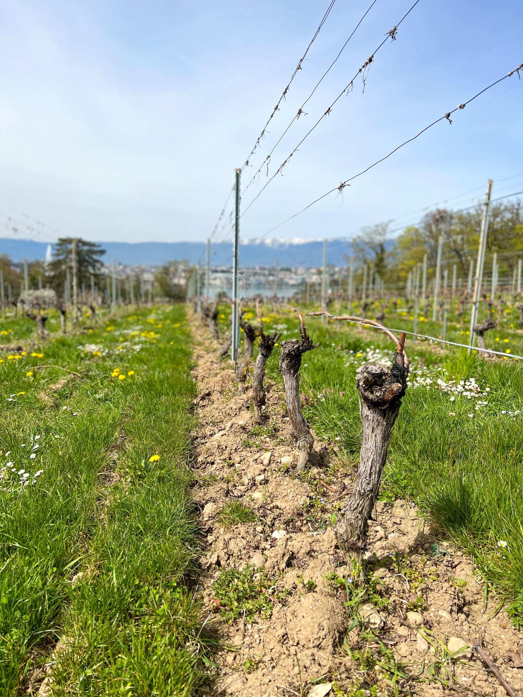 vignes domaine de la vigne blanche vignes domaine de la vigne blanche